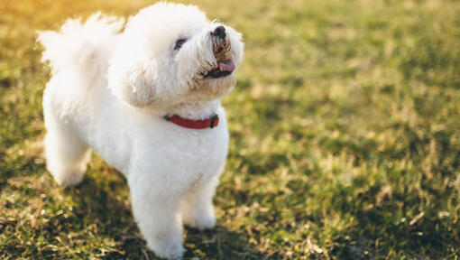 Bichon hot sale dog years